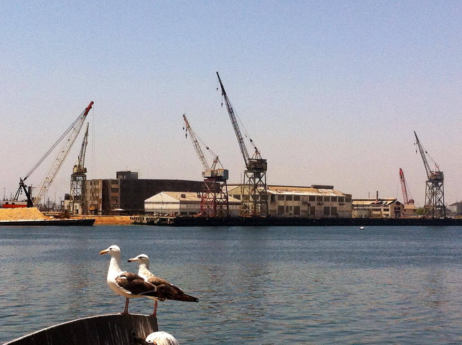 View of two seagulls and terminal island